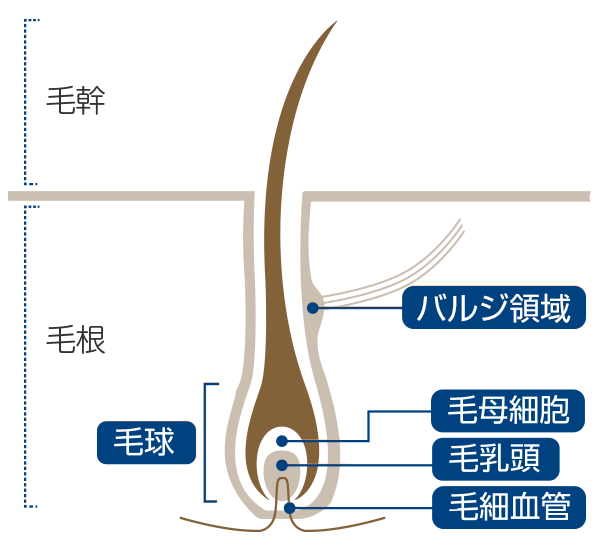 体毛の構造図